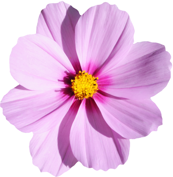 Cosmos Flower